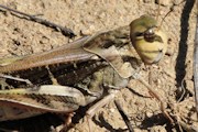 Yellow-winged Grasshopper (Gastrimargus musicus)